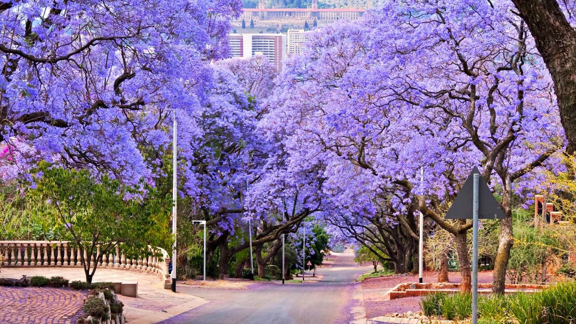 JOHANNESBURG - PRETORIA- GAME LODGE - CAPE TOWN - DU THUYỀN SĂN CÁ VOI TẠI HERMANUS